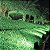 Refletor Holofote LED 20W Branco Frio 6500K Bivolt - À Prova D'água IP65 | Decoração de Jardim, Árvore, Arbusto - Imagem 3