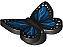 Borboleta preta com suporte de pino com asas azuis e manchas brancas - Imagem 1