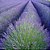 Essencia Lavanda Alfazema - Imagem 5