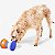 Lancheirinha Família de Estimação Para Cães(consulte cores) - Imagem 3