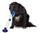 Brinquedo para Cães Cabo de Guerra com Ventosa BiteToy - Imagem 3