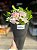 Cone Black 4 rosas Cor de Rosa - Imagem 1