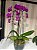 Orquídea Roxa no Cachepot de Porcelana - Imagem 3