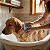 Sabonete Especial para Pet - Imagem 3