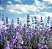 Óleo Essencial Lavanda - Imagem 1