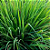 Óleo Essencial Capim Limão (Lemongrass) - Imagem 1