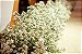 600 Sementes Da Flor Mosquitinho Branco - Imagem 2