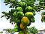 100 Sementes De Mamão Papaia Gigante - Imagem 1