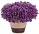 245 Sementes de Alyssum Violeta - Imagem 1