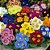 60 Sementes de Primula Elatior Sortida - Imagem 2