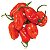 100 Sementes Pimenta Habanero Red Muito Picante - Imagem 2
