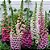 Sementes de Digitalis Flor de Gloxinia Sortida. para casas e jardins - Imagem 1
