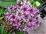 Sementes de Phlox Drumondi Grandiflora Sortido para Jardins Belissimos - Imagem 1