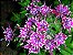 Sementes de Phlox Drumondi Grandiflora Sortido para Jardins Belissimos - Imagem 3