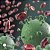 Tintura De Equinacea : Aumento Da Imunidade 60ml - Imagem 2