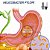 Probiótico Para H. Pylori : ( Helicobacter Pylori ) 30 Caps - Imagem 2