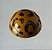 Kit Carimbo Docemetria Animal Print (para fôrma meia esfera de 3cm - CW2022) - Imagem 6