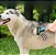 Desembolador Removedor De Pelos Pet Rake Escova Subpelos Cães e Gatos - Luatek - Imagem 5
