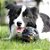 Bola Brinquedo Pet Para Cães Solta Ração Petisco Com Apito - Luatek - Imagem 6
