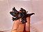 Miniatura de vinil estática bebê de dragão preto da TM , Toy Major 2006  - 8,5 cm - Imagem 6