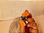 Miniatura de vinil estática vintage da Bullyland de pica pau tocando bandolim Lantz 5 cm - Imagem 5