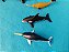 Miniatura de vinil  5 baleias variadas, marca Safari e SeaWorld, entre 6,5 e 8 cm de comprimento, usadas - Imagem 5