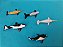 Miniatura de vinil  5 baleias variadas, marca Safari e SeaWorld, entre 6,5 e 8 cm de comprimento, usadas - Imagem 6