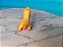 Miniatura Disney Pixar dinossauro Nash do bom.dinossauro marca Tomy 5cm comprimento. - Imagem 3