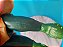Boneco Aquaman DC comics True moves  30 cm Mattel 2018 - Imagem 7