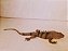 Iguana de borracha flexível da Toy Major ,  33 cm de comprimento - Imagem 5