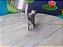 Miniatura de vinil gato britânico de pelo curto, marca  Bully - Alemanha 7 cm 4,5 cm altura comprimento - Imagem 3