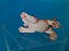 Miniatura de vinil Schleich de filhote de cachorro São Bernardo 5 cm de comprimento - Imagem 6