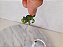 Miniatura Disney camaleão Pascal da Rapunzel.desenho Enrolados. 3,5cm comprimento - Imagem 6