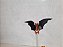 Miniatura de vinil estatico morcego do vampiro Morbius do Homem Aranha 1994 Toy biz - Imagem 4