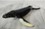 Miniatura vinil Toy Major 1994 ,baleia Jubarte 21 cm de comprimento - Imagem 3