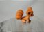 Miniatura de vinil estática pokémon Kanto Vullix marca wicked cool toys  4 cm - Imagem 5