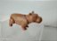 Playmobil, filhote hipopótamo, mandibula flexível - Imagem 1
