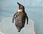 Miniatura de vinil Schleich de pinguim imperador. , 7 cm - Imagem 4