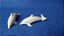 Playmobil, filhotes de golfinhos , cauda articulada, usados - Imagem 1