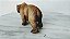 Miniatura de vinil Schleich 2003 de urso pardo 10 cm de comprimento - Imagem 3