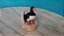De 1997, miniatura de resina colecionável de Puffin, papagaio marinho, sobre rocha, promocional cha inglês Tetley, 5 cm - Imagem 3