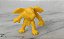 Miniatura anos 90 de monster in my pocket Tengu amarelo, usado - Imagem 1