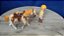 Playmobil country cavalo, potro e boneco - Imagem 5