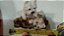 Estatueta de resina sem marca de 2 Westies 8 cm de altura 10 cm de largura - Imagem 4