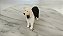 Miniatura de vinil Procon 2000 de cachorro sheep dog - Imagem 2