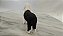 Miniatura de vinil Procon 2000 de cachorro sheep dog - Imagem 4
