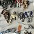 Mega blogs, Kre-o, Mega Construx, lote de sucata mini figuras e acessórios, inclui Halo - Imagem 3