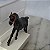 Anos 70, Cavalo preto com freio vermelho da marca Timpo Toys 9x5cm - Imagem 2