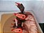 Boneco Usado Power Rangers Spidertron Bandai Evil Alien 1994 - Imagem 2