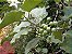 CHÁ DE JURUBEBA (Solanum Paniculatum) - Imagem 4